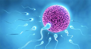 Fertility Solutions